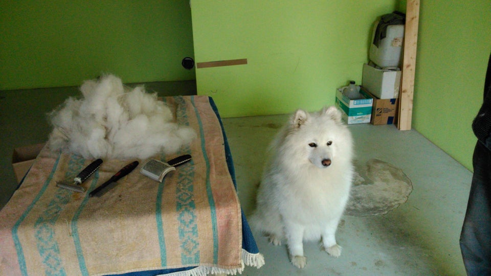 A Samoyed sitting on the floor next to a table with a pile of its fur on top