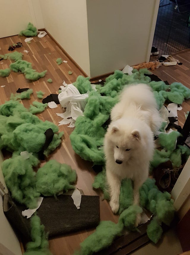 A Samoyed with foam pillow fillers on the floor
