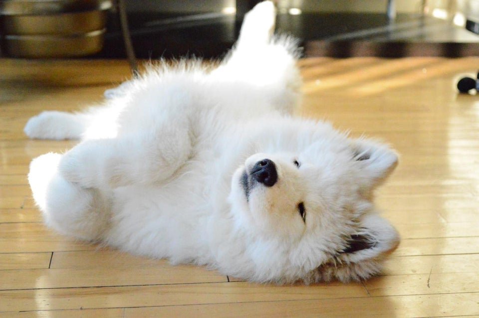 A lazy Samoyed lying on its back on the floor