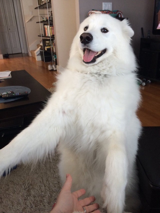 A Samoyed standing up looking like a pollar bear