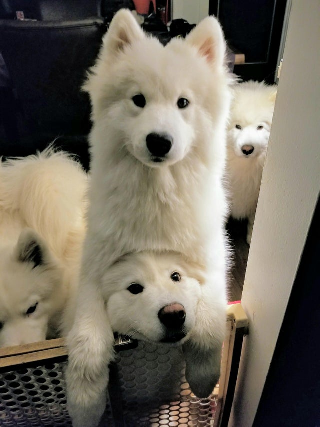 four Samoyed standing behind the fence