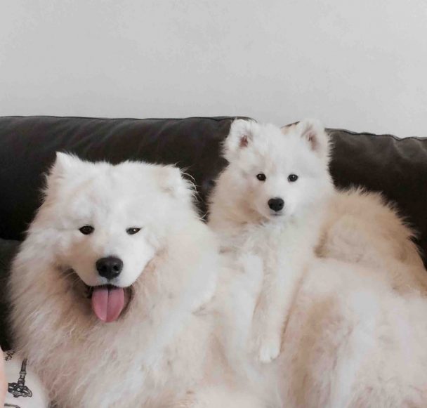 An adult and puppy Samoyed lying on the couch