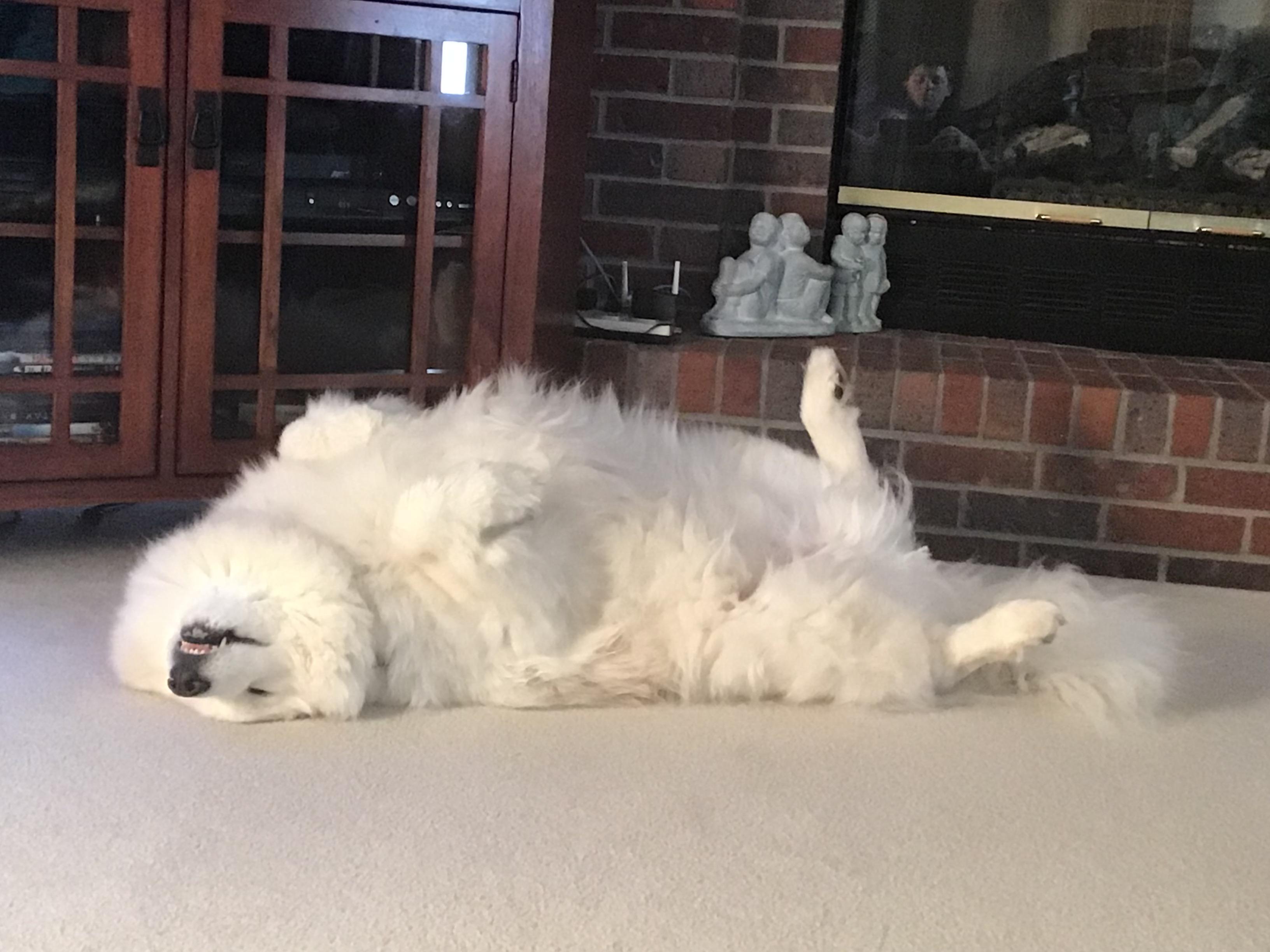 A Samoyed comfortably lying on its back on the floor