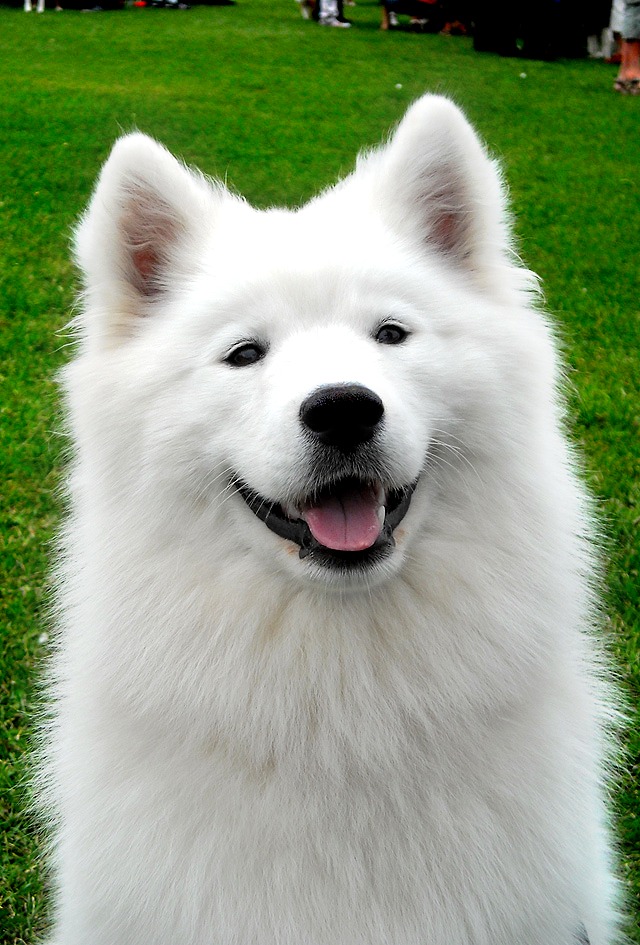 A Samoyed sitting on the grass while smiling
