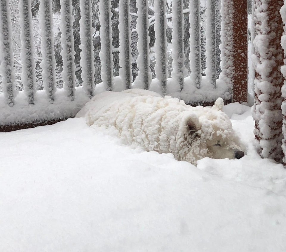 A Samoyed sleeping in snow outdoors during winter