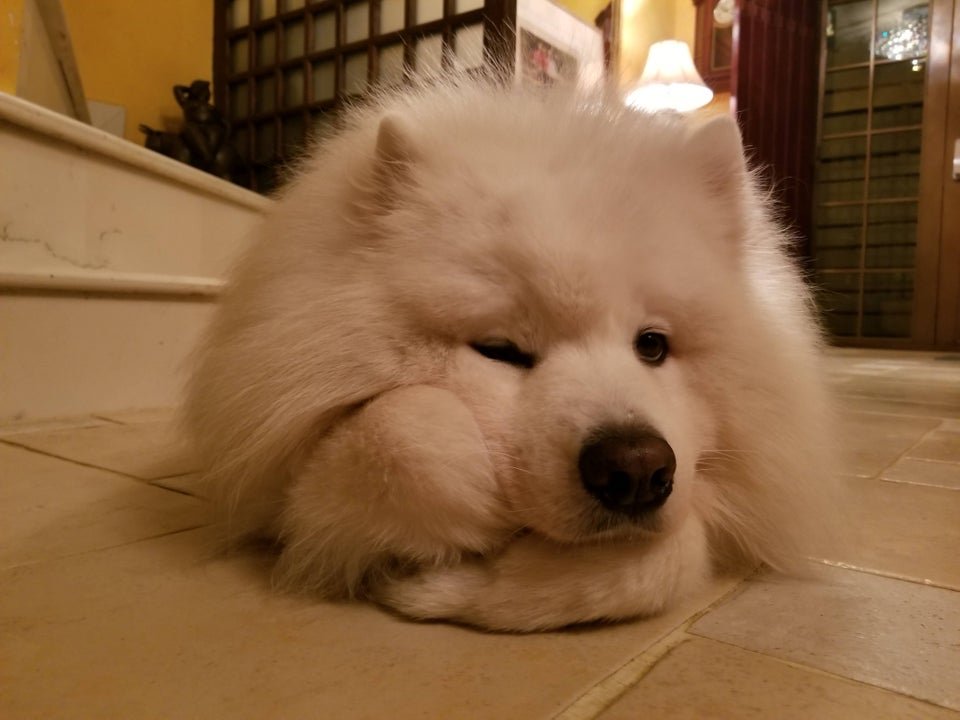 A sleepy Samoyed lying on the floor