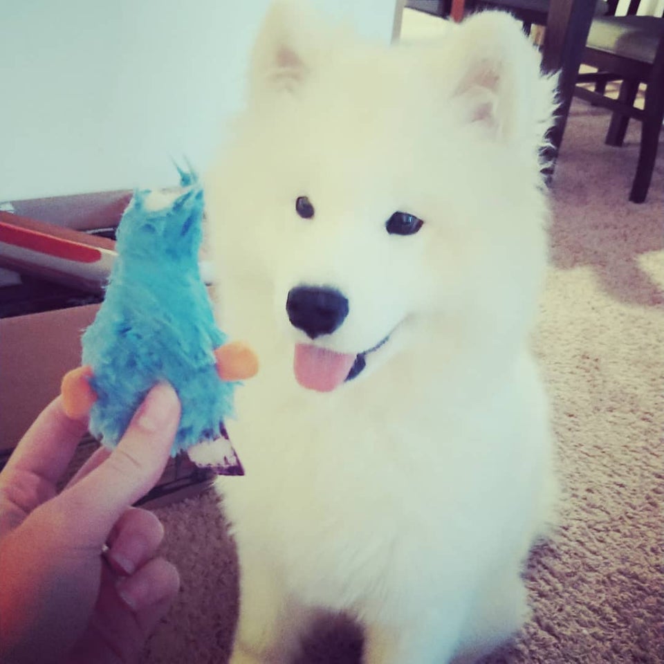 A Samoyed sitting on the floor while looking at the toy in the hand of a woman