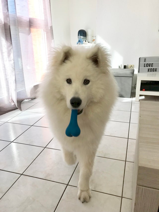 A Samoyed walking with a chew toy in its mouth