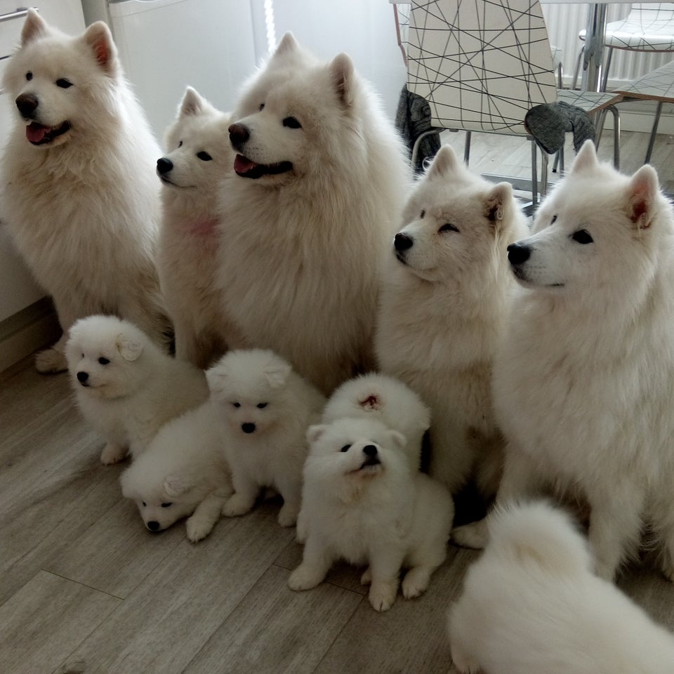 five adult and puppy Samoyed sitting on the floor