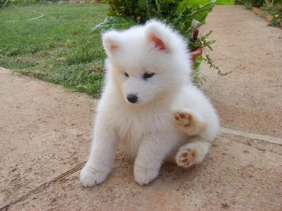A Samoyed sitting on the pavement pathway in the yard