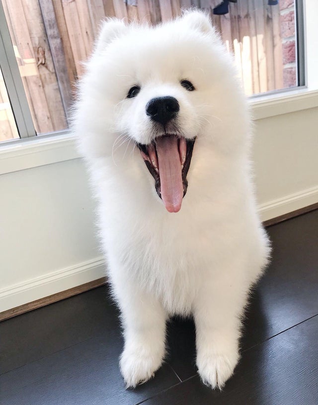 A Samoyed puppy sitting on the floor with its mouth wide open