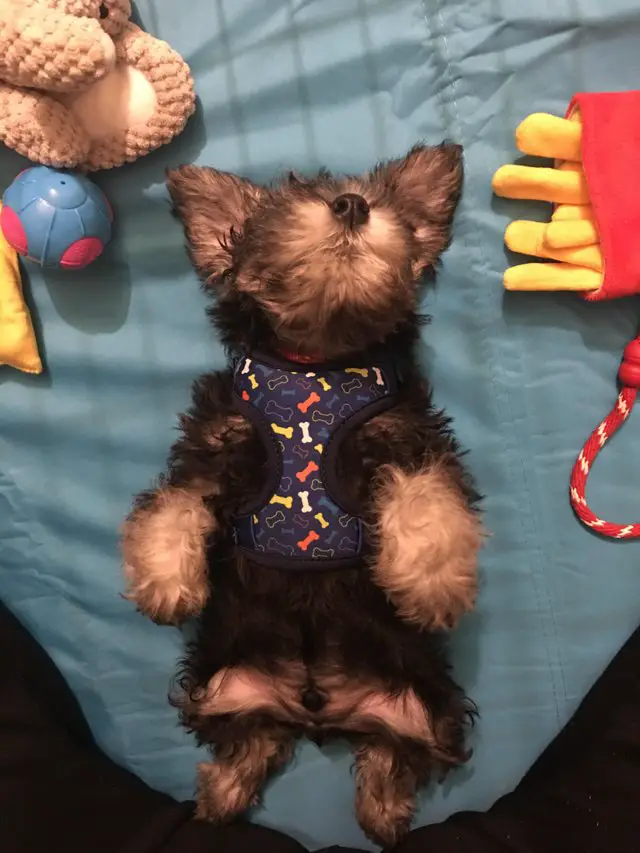 Schnauzer puppy lying on its back with its legs spread out, sleeping in its bed with its toys