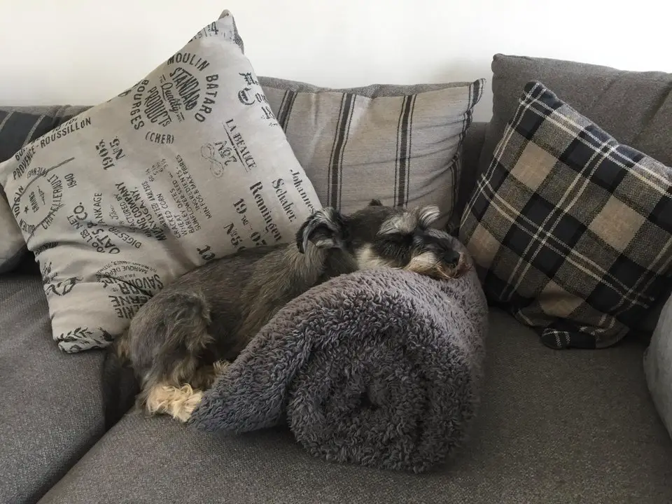 Schnauzer puppy lying on the couch and leaning on the rolled blanket