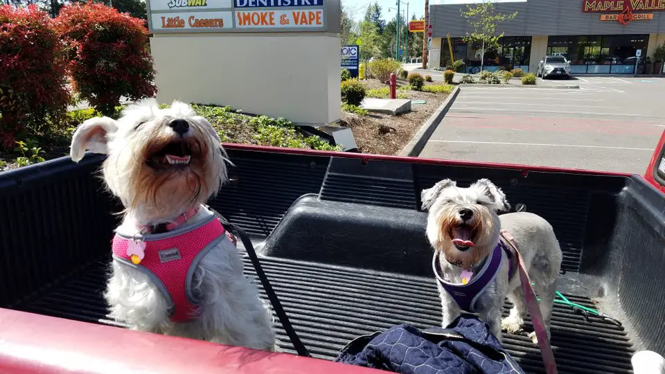 two happy Schnauzers standing in the car trunk
