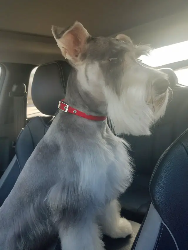 Schnauzer sitting on the passenger seat inside the car while facing towards the drivers seat