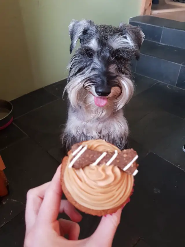 Schnauzer sitting on the floor with its tongue out and staring at the cupcake in the hands of a person in front of him