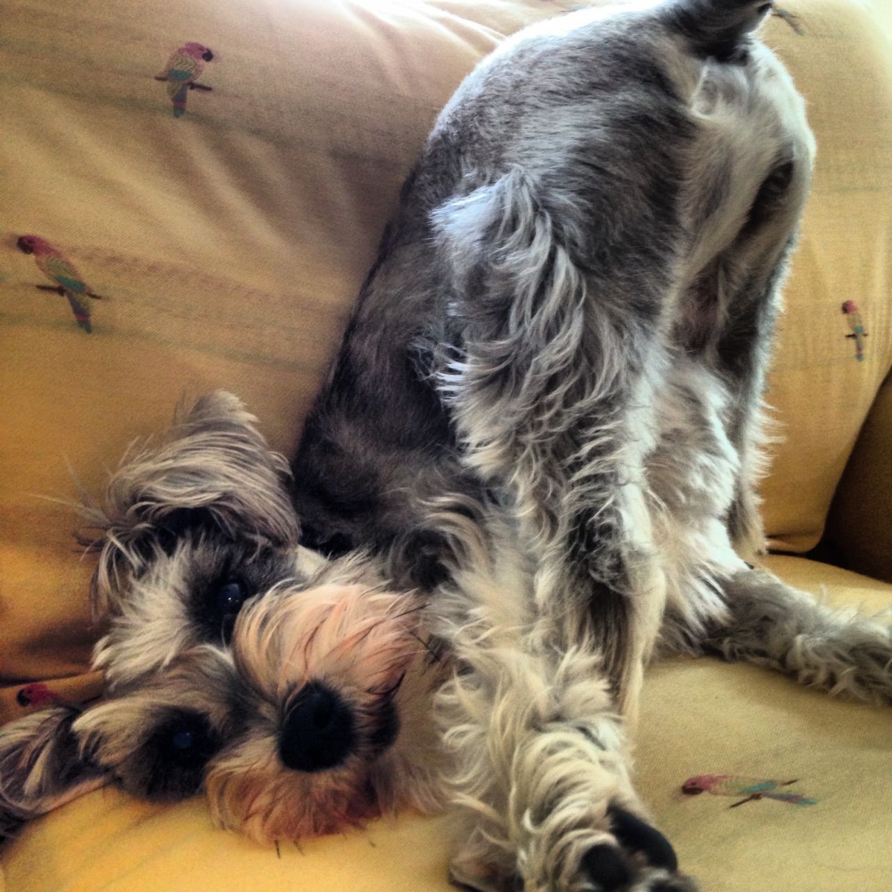 Schnauzer lying on the couch with its butt up