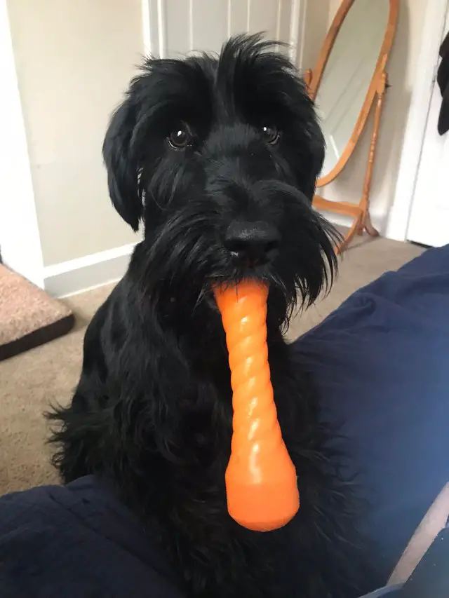 Schnauzer on the floor with an orange chew toy in tis mouth and staring with its begging eyes