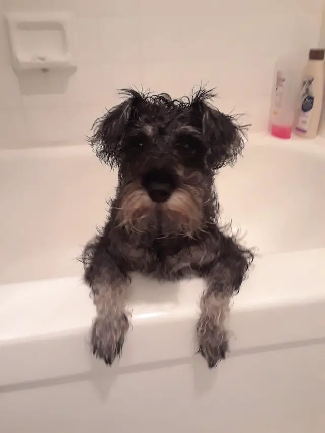 Schnauzer standing inside the bathtub with its wet fur