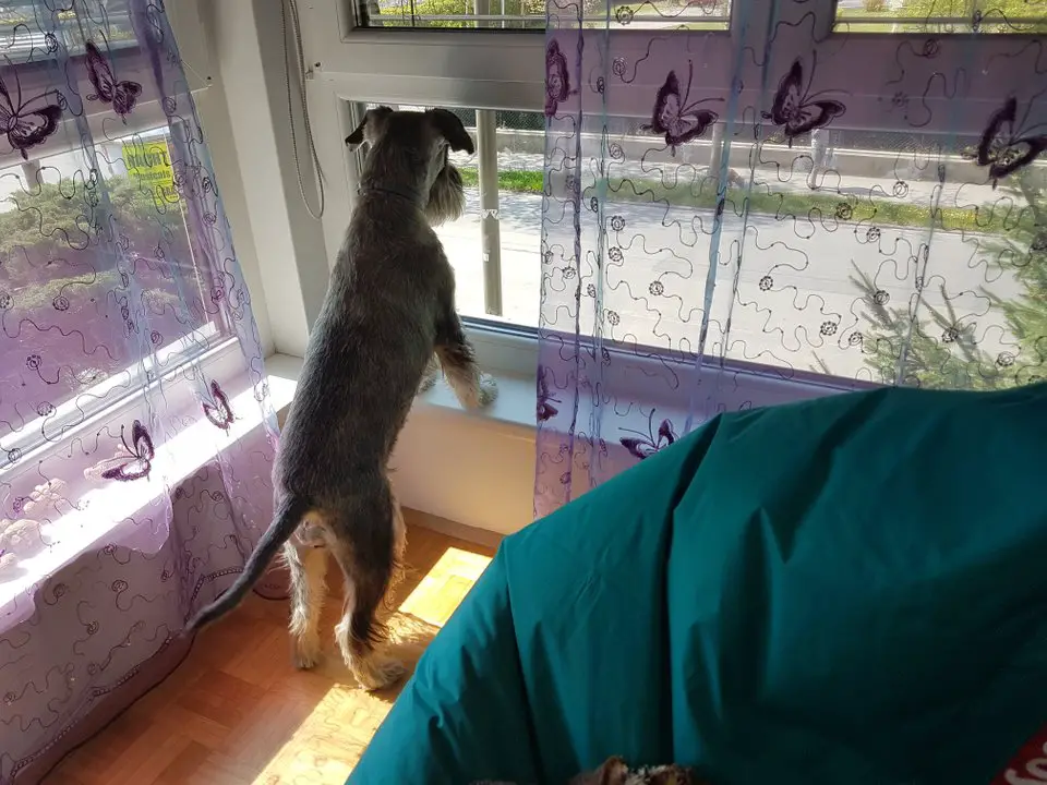 Schnauzer standing up against the windowsill while looking outside