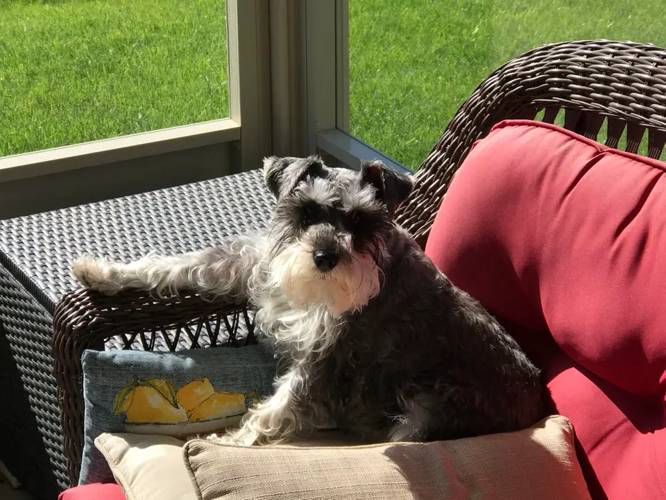 Schnauzer sitting on the chair by the window while under the sun