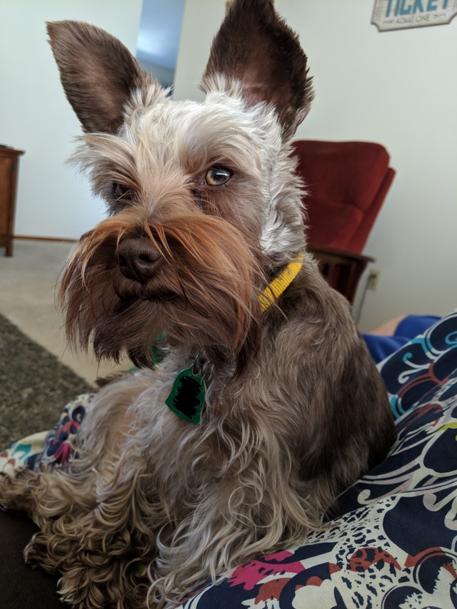 Schnauzer sitting on the couch beside its owner