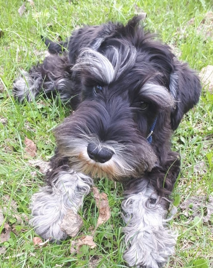 Schnauzer puppy lying down on the green grass