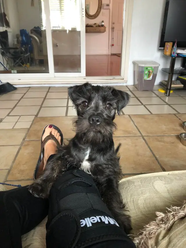 Schnauzer puppy standing up leaning on the legs of a woman sitting on the couch