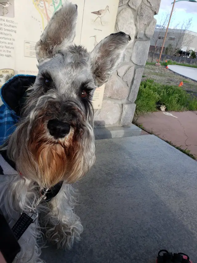 Schnauzer sitting on the floor at the park