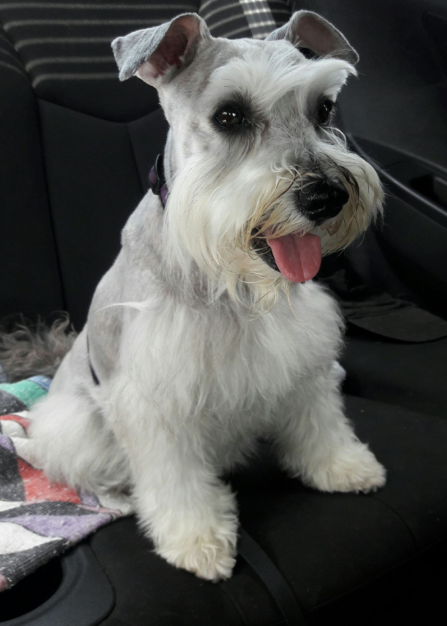 A Schnauzer sitting in the backseat while smiling with its tongue out