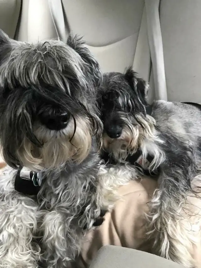 adult and puppy Schnauzer lying on the backseat