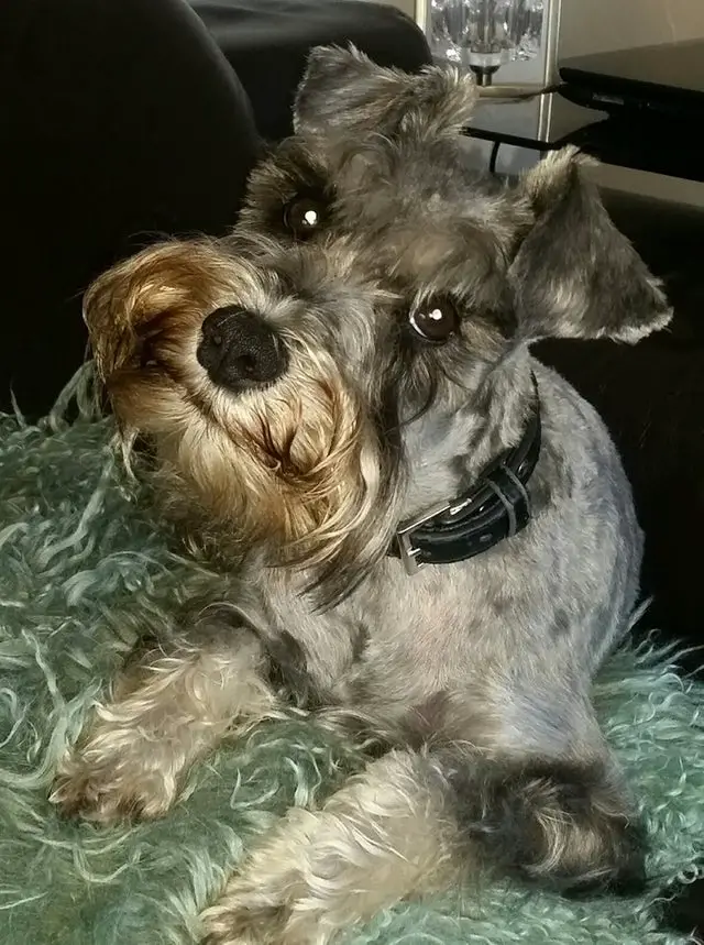 A Schnauzer sitting on the couch while tilting its head