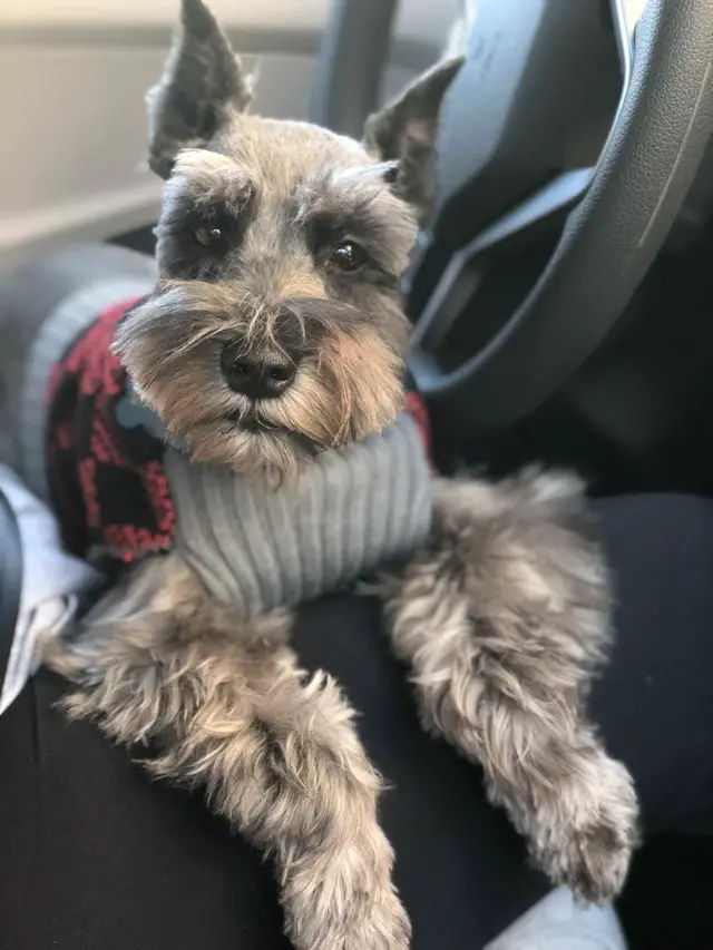 A Schnauzer lying on top of the lap of the person sitting in the driver's seat