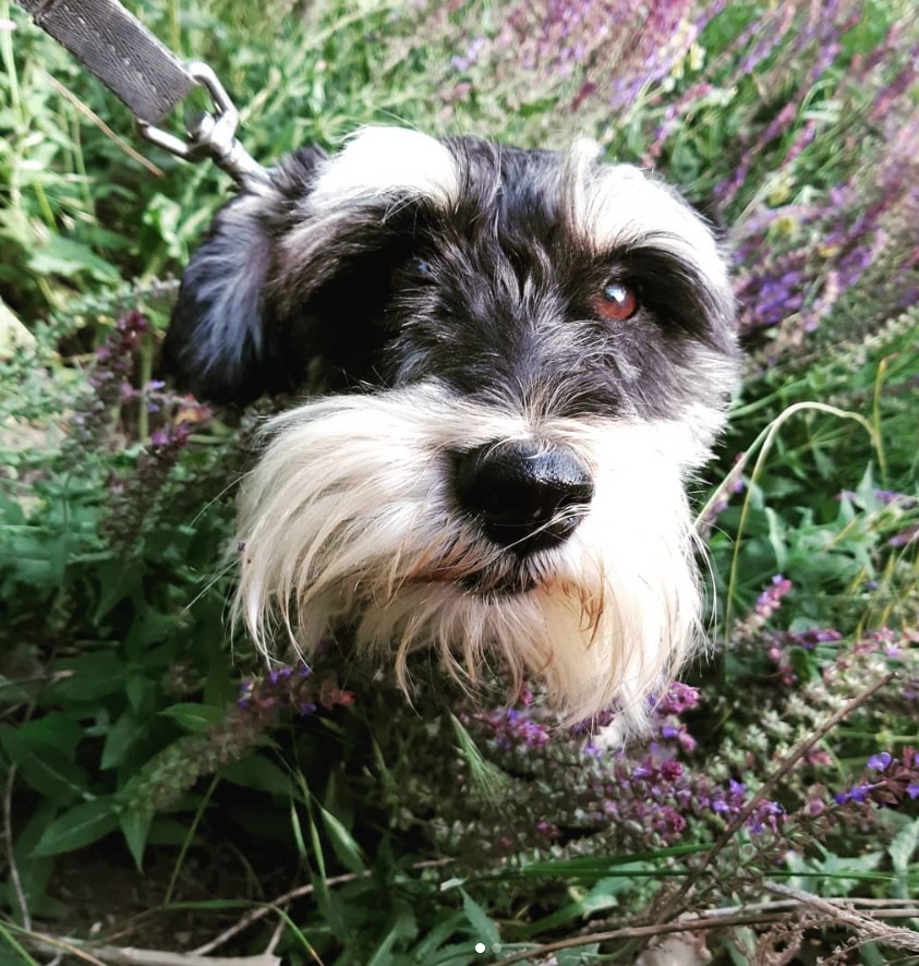 A Schnauzer in the field of lavender flowers
