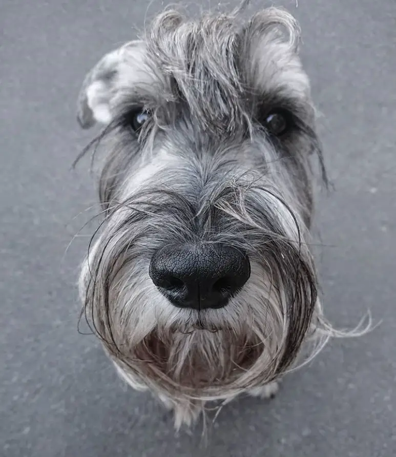 A Schnauzer sitting on the pavement with its begging face