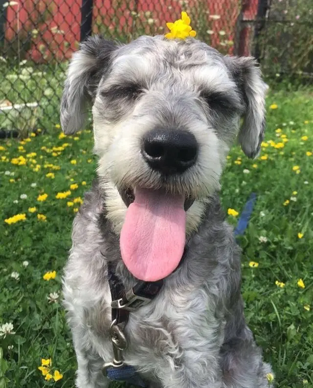 A Schnauzer sitting on the grass with yellow small flowers while smiling with its tongue out and a small yellow flower on top of its head