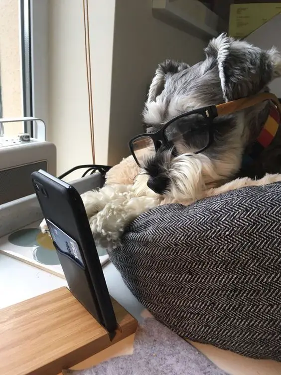 A Schnauzer lying on the bed while wearing a glasses and face the phone