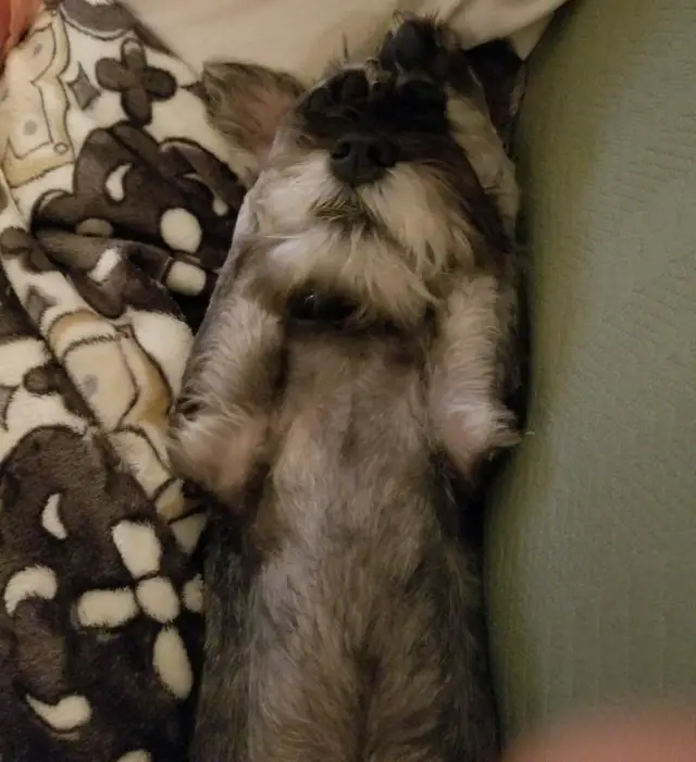 A Schnauzer puppy sleeping on the couch while covering its eyes with its paws
