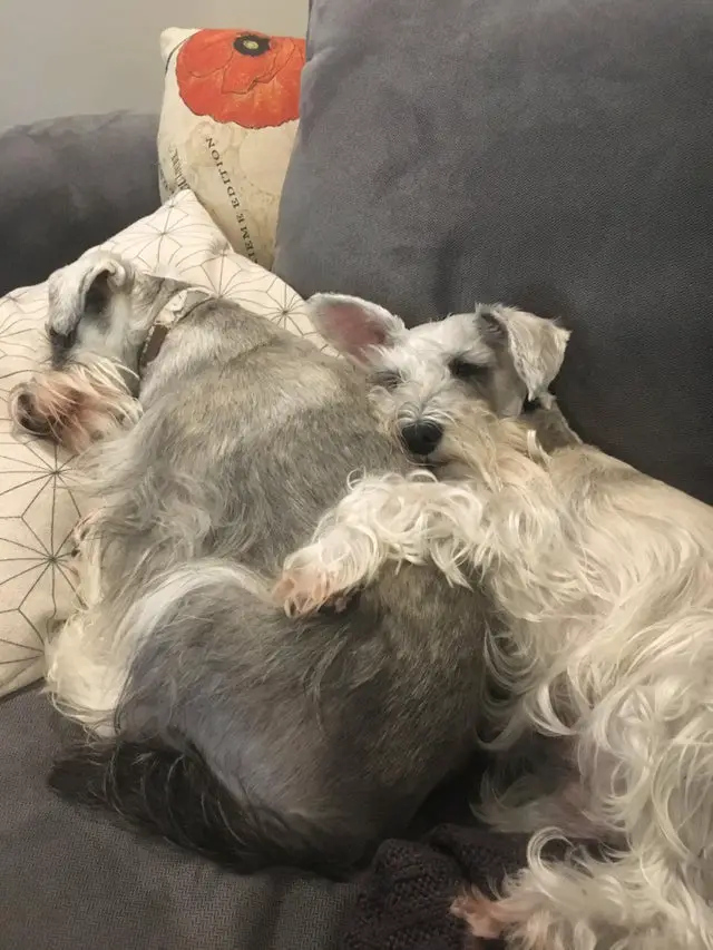 two Schnauzer sleeping soundly on the couch