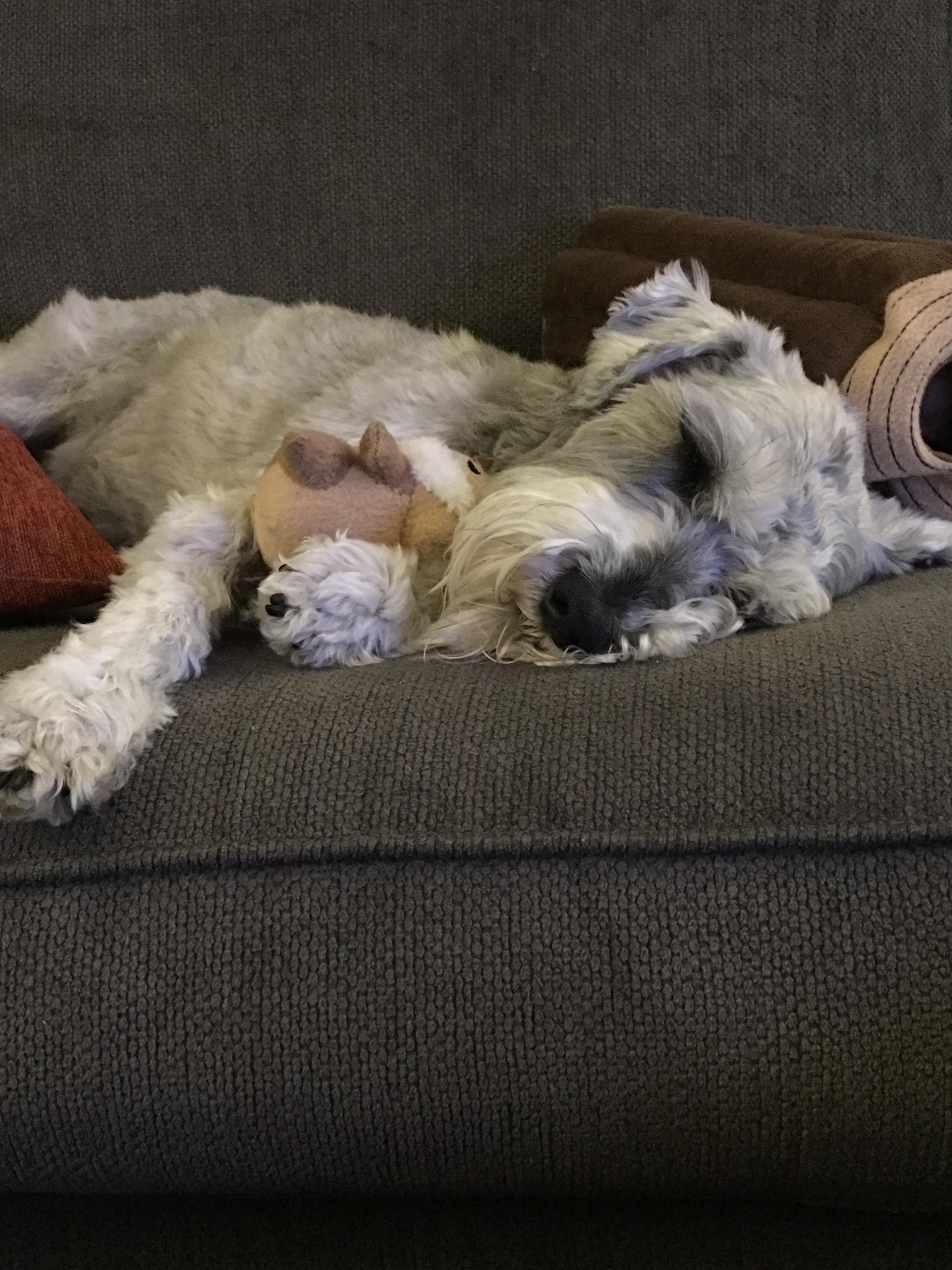 A Schnauzer sleeping on the couch with its stuffed toy
