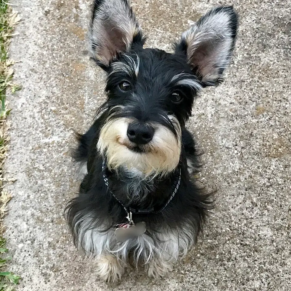 A Schnauzer sitting on the pavement with its adorable face