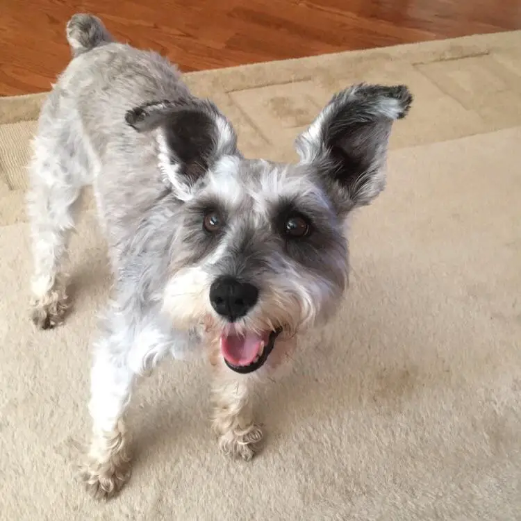 A Schnauzer standing on the carpet while smiling