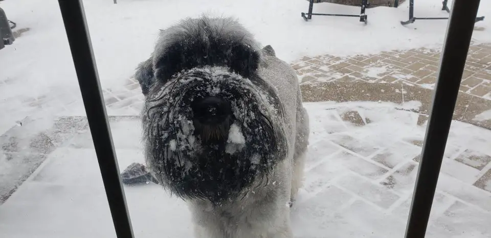 A Schnauzer standing outdoors behind the glass wall while in winter