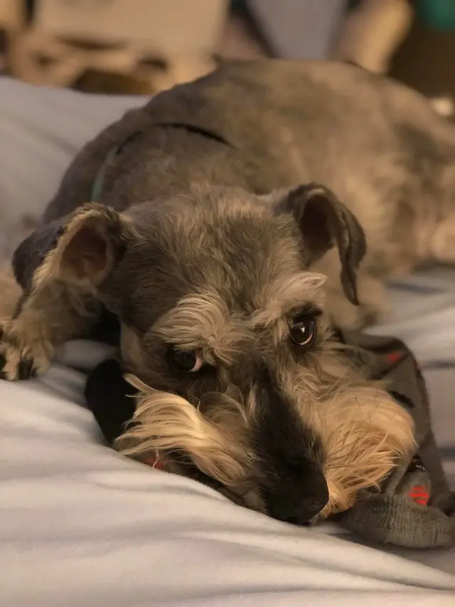 A Schnauzer lying on the bed