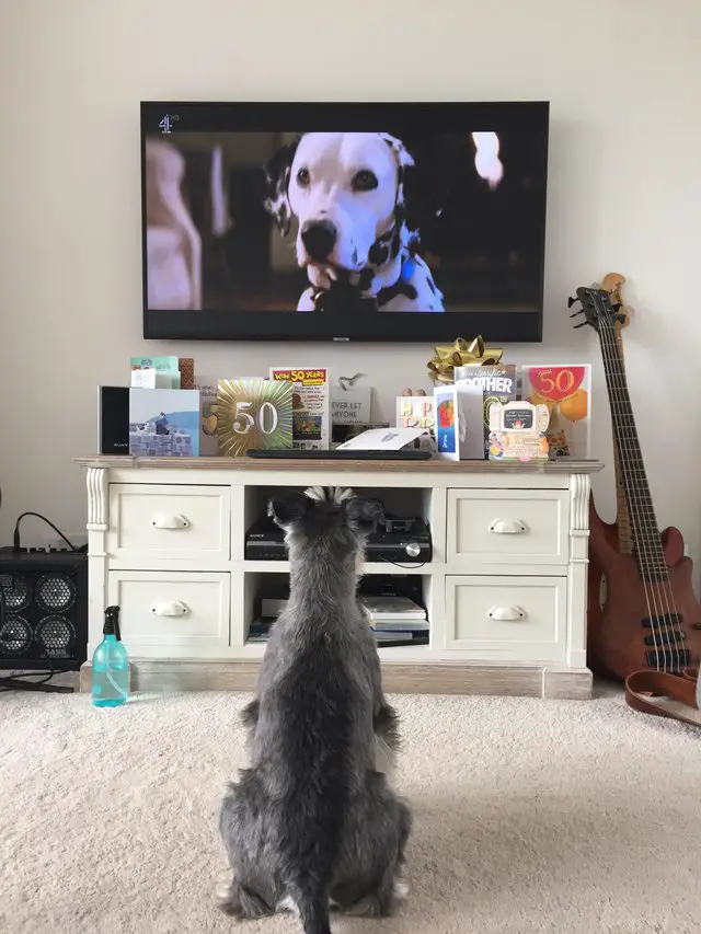 Schnauzer sitting on the floor while watching the TV showing Dalmatian 101 movie