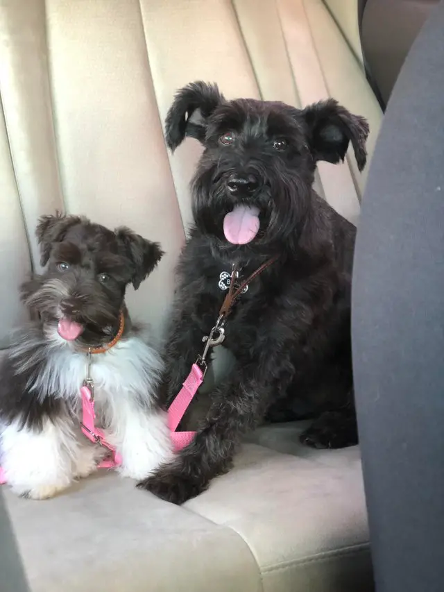 adult and puppy Schnauzers sitting in the backseat with their tongue out