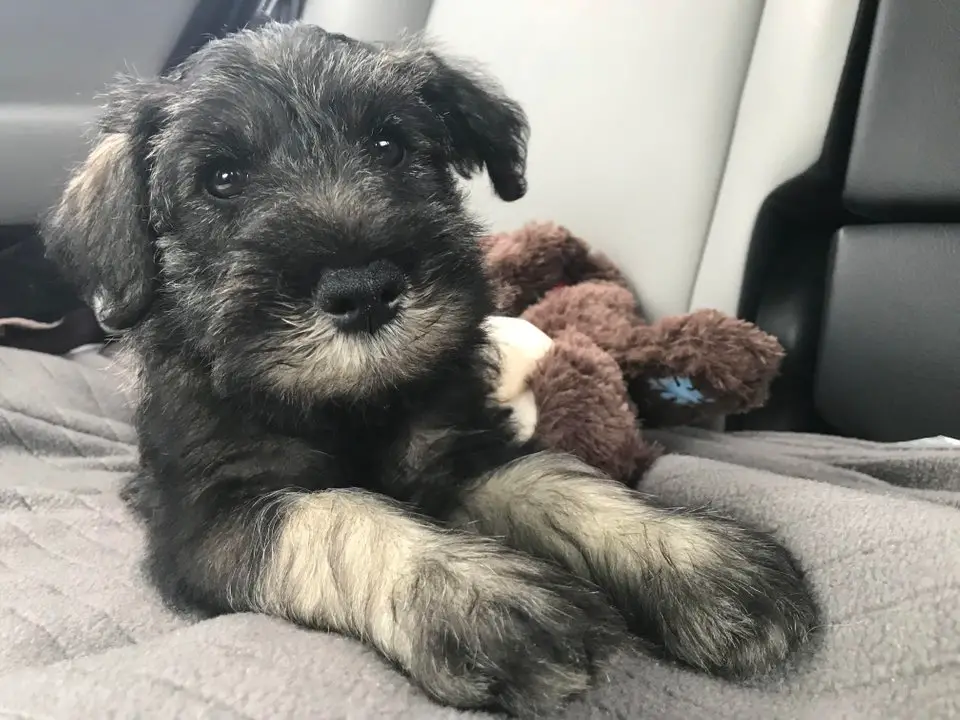 A Schnauzer puppy lying inside the backseat with its toy