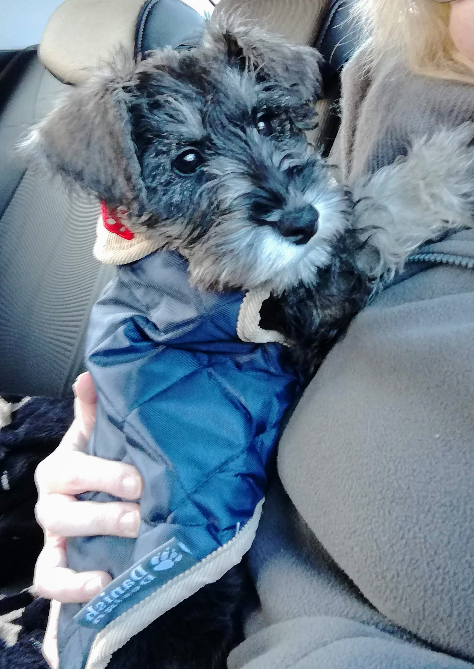 A Schnauzer puppy wearing a jacking while leaning on the side of a woman sitting in the backseat