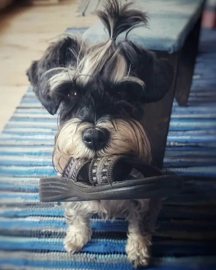 A Schnauzer with its hair tied on top of its head while holding something with its mouth