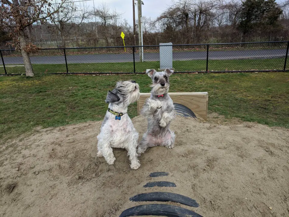 two Schnauzer at the dog park